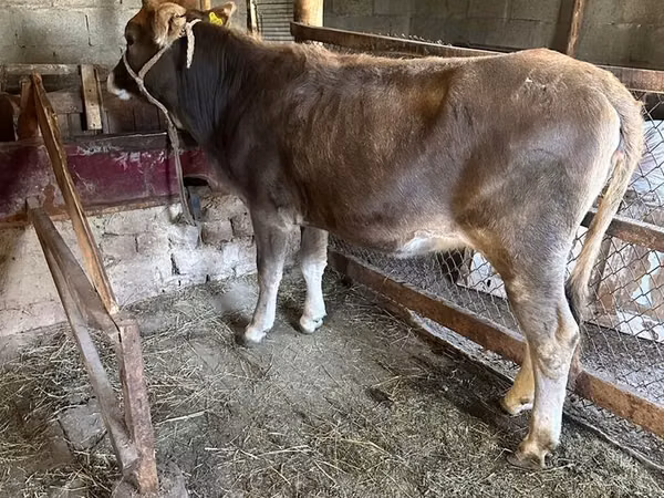 Bull, Cattle — Kyrgyzstan