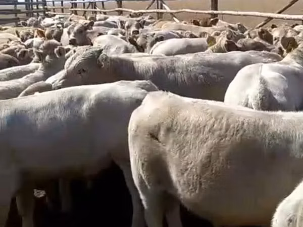 Bull, Cattle — Kazakhstan