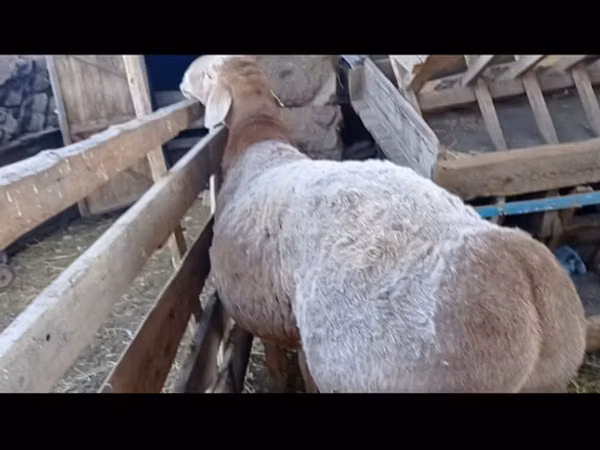 قوچ, Arashan sheep — قرقیزستان