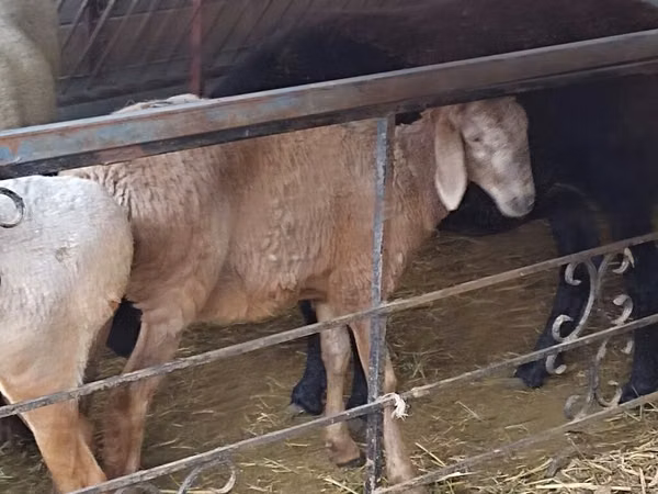 Ram, Sheep — Kyrgyzstan