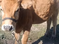 Sapi, Cattle — foto 2