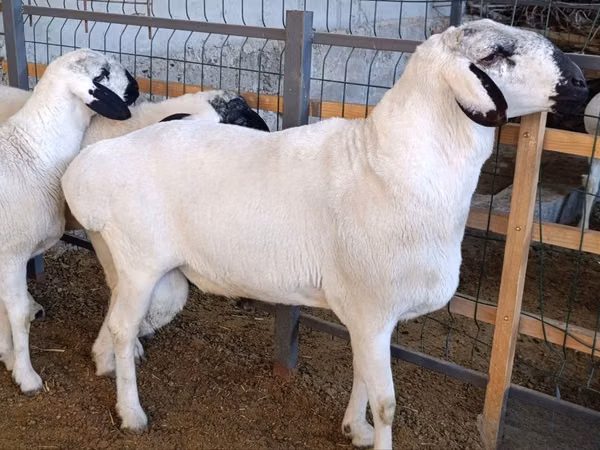 Beran, Rhon sheep