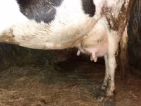 Vache, Race Holstein — photo 2