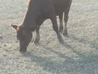 Cow, Cattle — photo 1