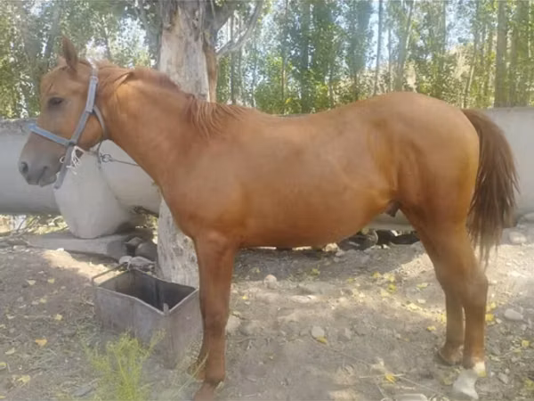 Horse (M), Horses — Kyrgyzstan