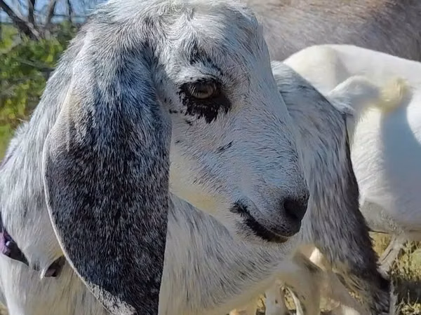 Goat, Nubian Goat — Kazakhstan