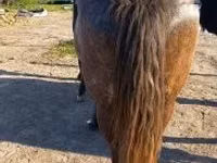 Kuda betina, Horses — foto 8