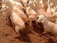 山羊（批次，未指定性别）, Somali goats — 照片 4