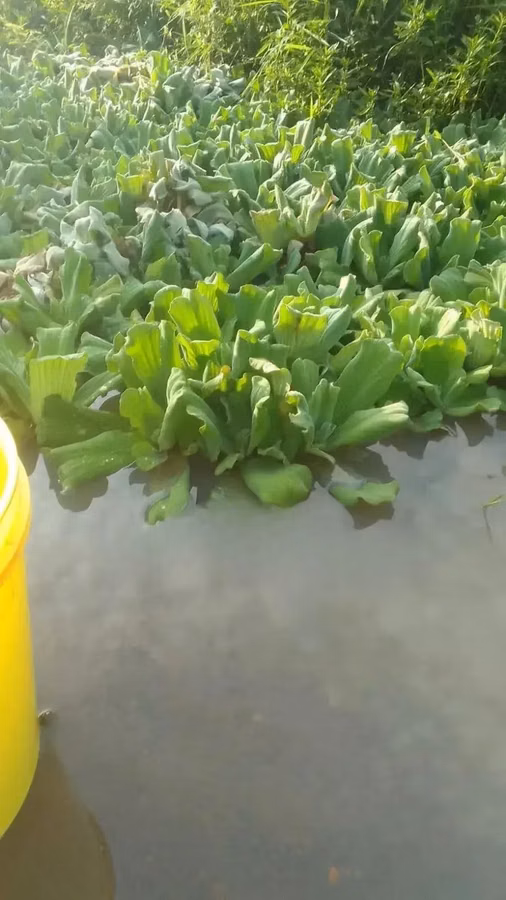 Apex Water Letuce, for Catfish , Pigs, Ducks, Ponds Abs Aquariums