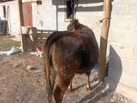 雌牛, Swiss cattle — 写真 2