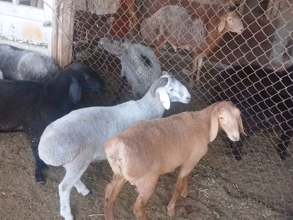 Ram, Sheep — Uzbekistan