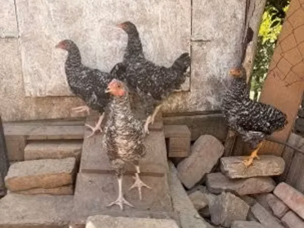 Chickens — Hungary