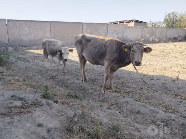 Ko, Nötkreatur — Uzbekistan
