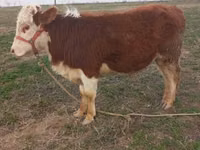 Bull, Cattle — photo 3