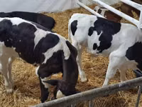 Bull, Holstein breed — photo 2