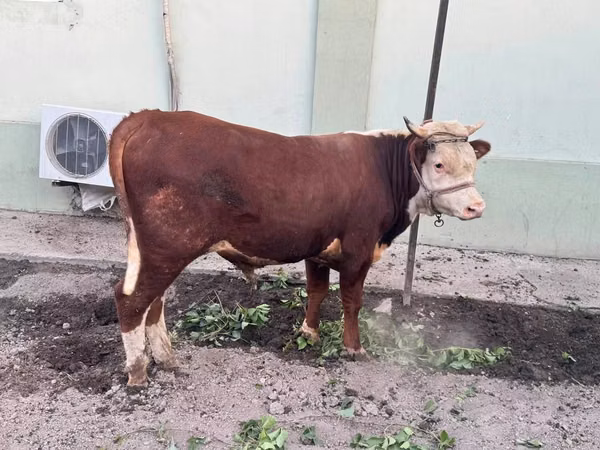 Bull, Hereford — Uzbekistan