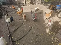 Chickens — عکس 7