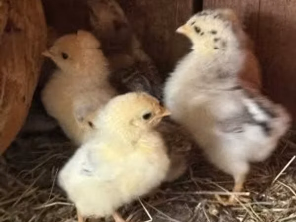 Chickens — مجارستان