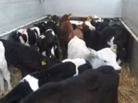 Sapi (batch, jenis kelamin tidak disebutkan), Russian Black pied cattle — foto 1