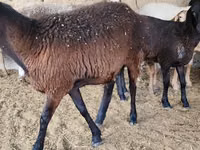 Oveja, Arashan sheep — foto 3