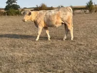 암소, Charolais cattle — 사진 3