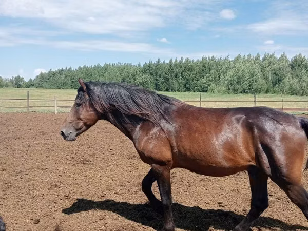 Horse (M), Kushum Horse — Kazakhstan
