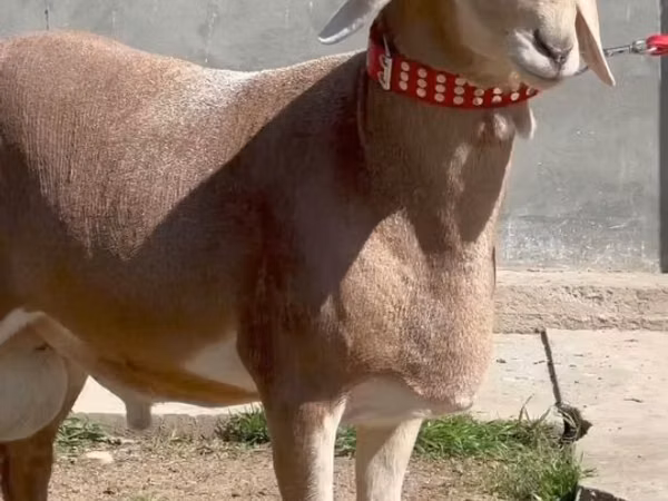 Ram, Sheep — Uzbekistan