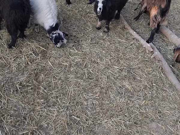 Goats (batch, sex not specified), Goats — Kyrgyzstan