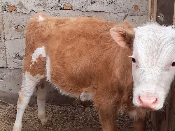 公牛, Simmental cattle — 哈萨克斯坦