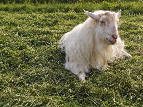 თხა, Kamori goats