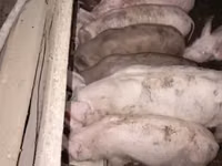 แม่สุกร, หมู — รูปภาพ 2