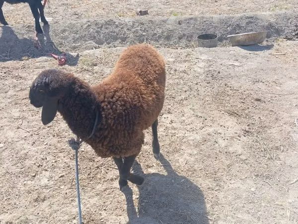 Widder, Schafe — Usbekistan