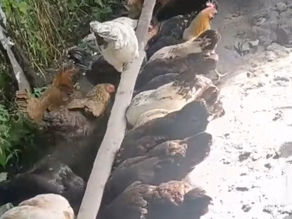 Chickens — 阿塞拜疆