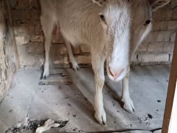 Koza, Saanen goat