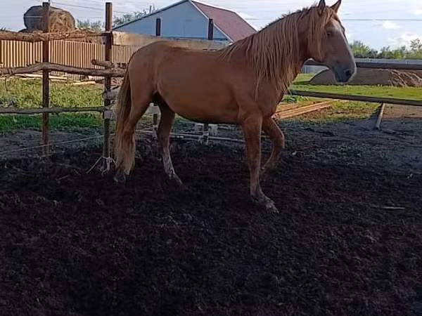 Horse (M), Kushum Horse