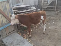 Banteng, Hereford — foto 7