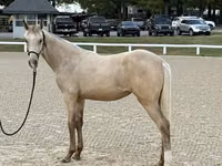 Mare, Rocky Mountain Horse — photo 3