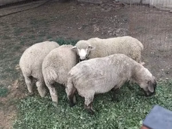 Sheep, Sheep — Hungary