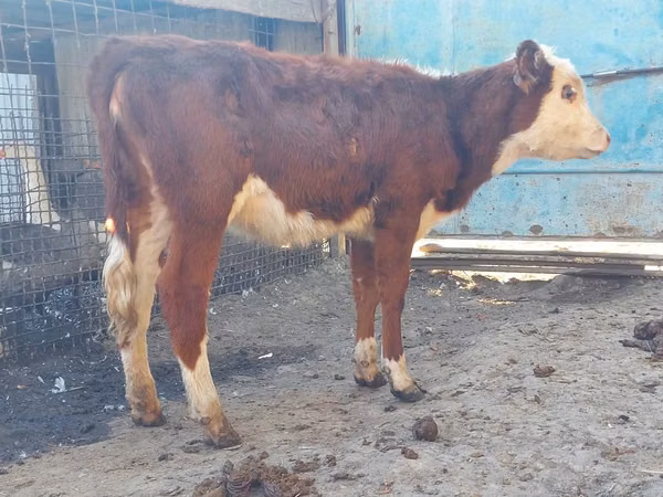 Cow, Hereford — Kazakhstan