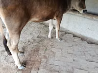 Cow, Jersey breed — photo 1