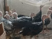 Turkeys — sawirka 4