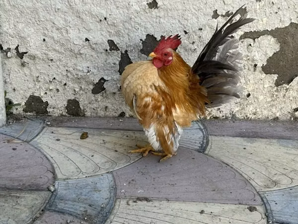 Chickens