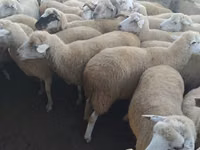 Schaap, Schapen — foto 1