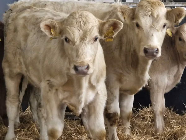 Cattle (batch, sex not specified), Charolais cattle