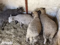 Sheep, Sheep — photo 2