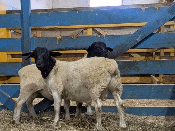 Ram, Suffolk sheep
