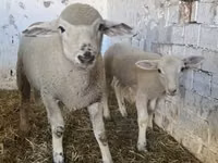 Sheep, Sheep — photo 3