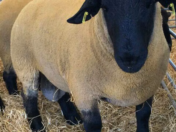 Ram, Dorper sheep — Moldova