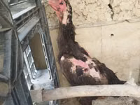 Chickens — عکس 1