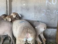 암양, Arashan sheep — 사진 2
